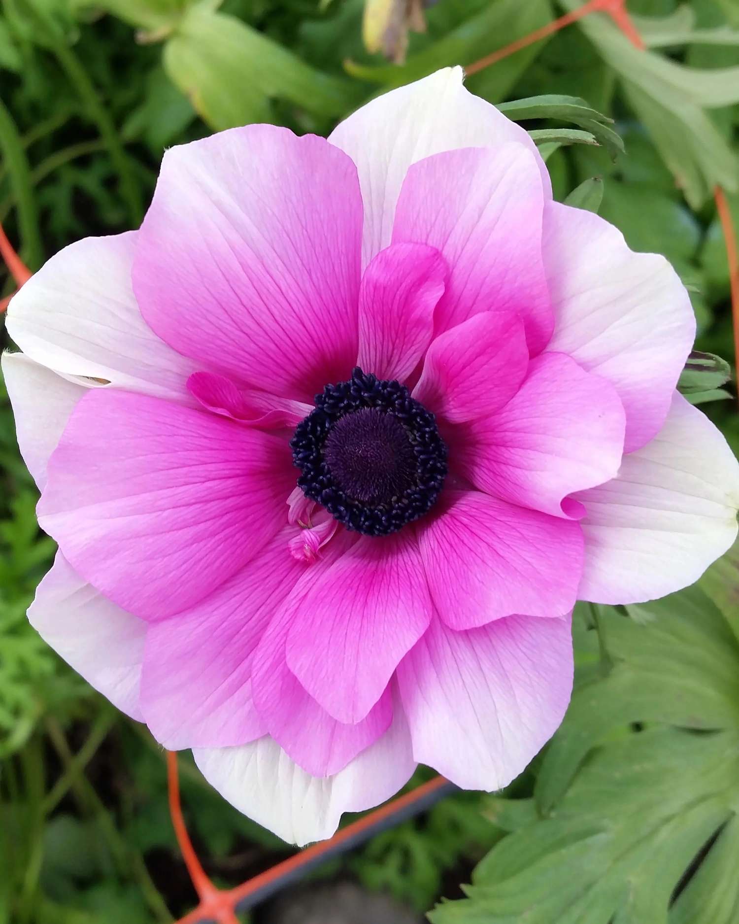 Anémone 'Rainbow Pink & White'